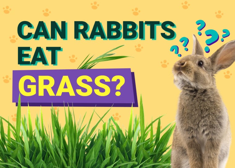 Can Rabbits Eat grass