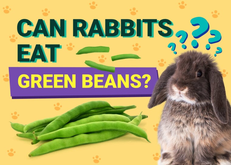 Can Rabbits Eat green beans