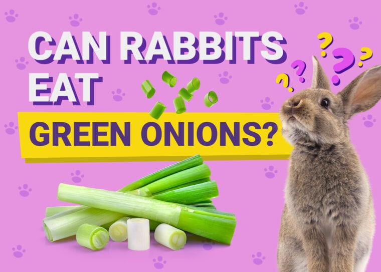 Can Rabbits Eat green onions