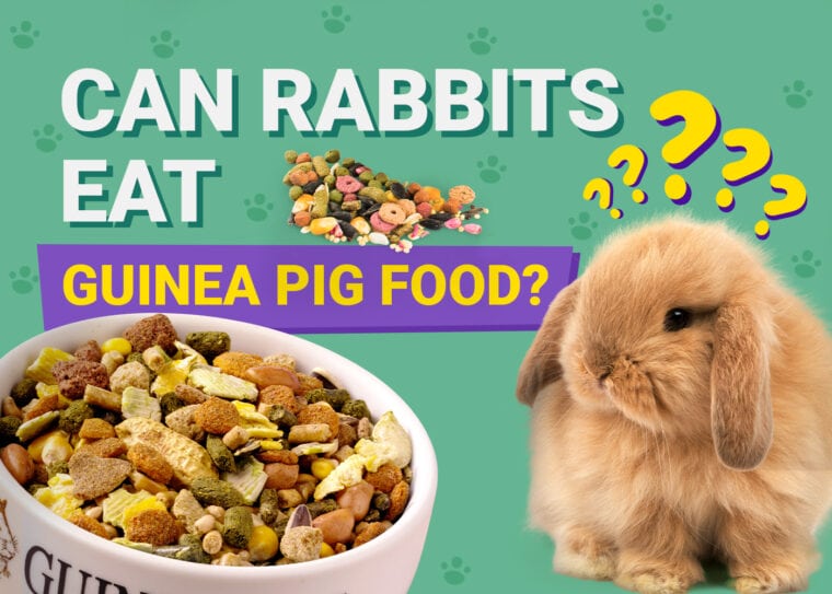 Can Rabbits Eat guinea pig food