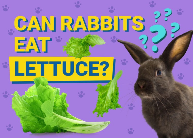 Can Rabbits Eat lettuce