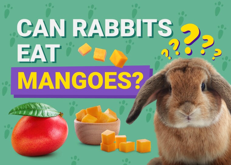 Can Rabbits Eat mangoes