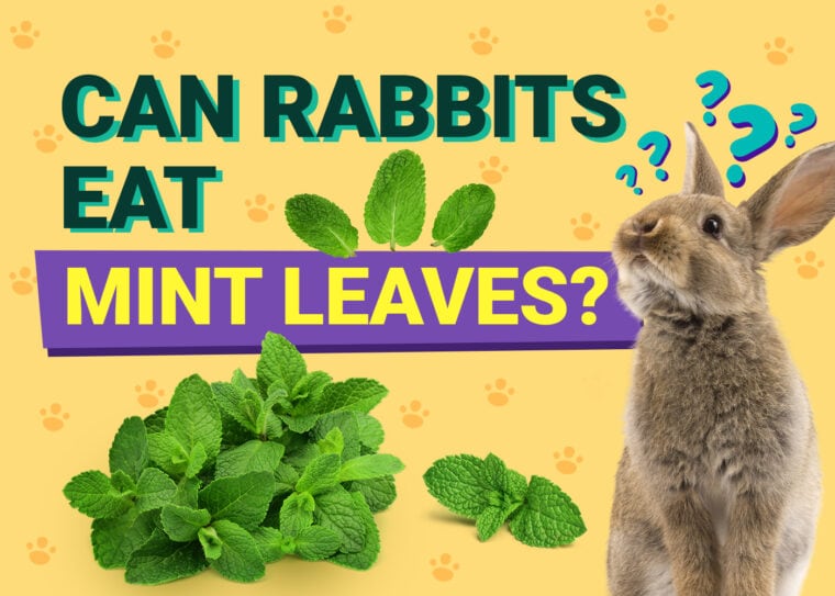Can Rabbits Eat mint leaves