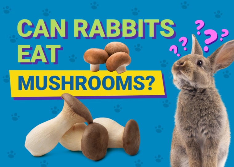 Can Rabbits Eat mushrooms