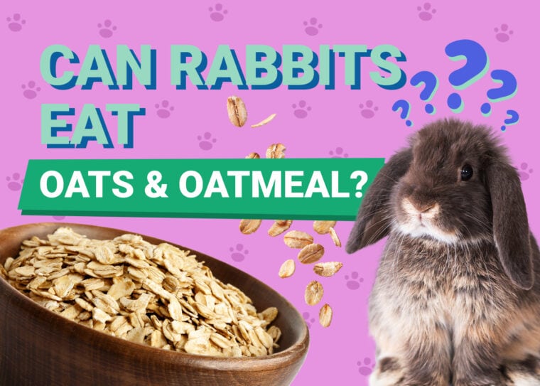 Can Rabbits Eat oats oatmeal