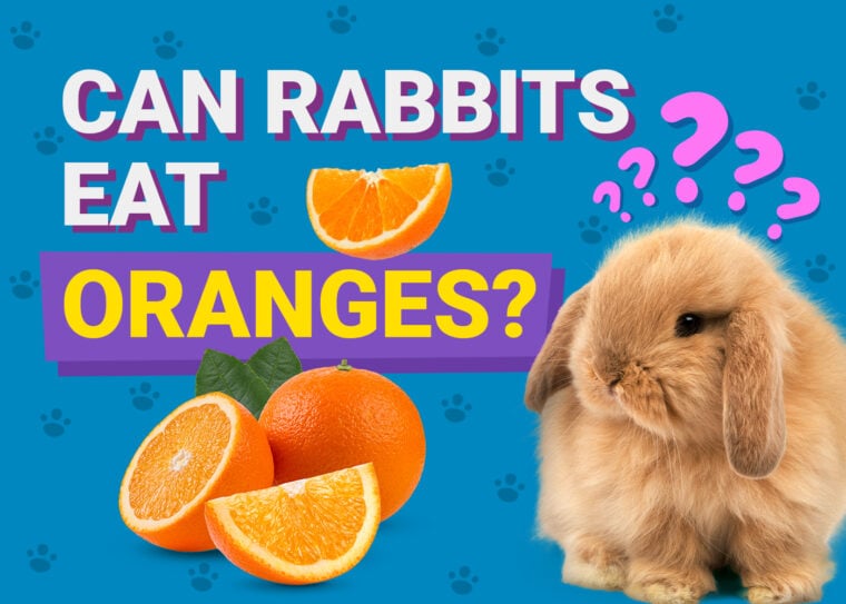 Can Rabbits Eat oranges