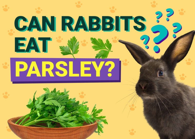 Can Rabbits Eat parsley