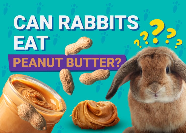 Can Rabbits Eat peanut butter
