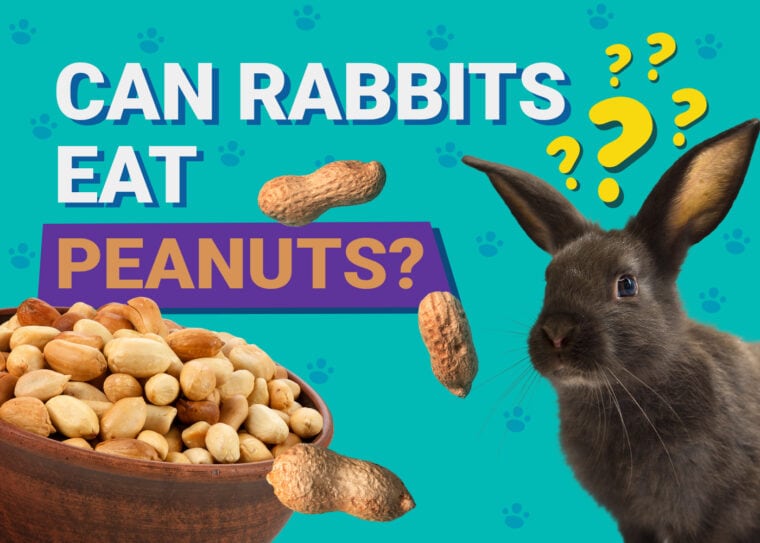 Can Rabbits Eat peanuts