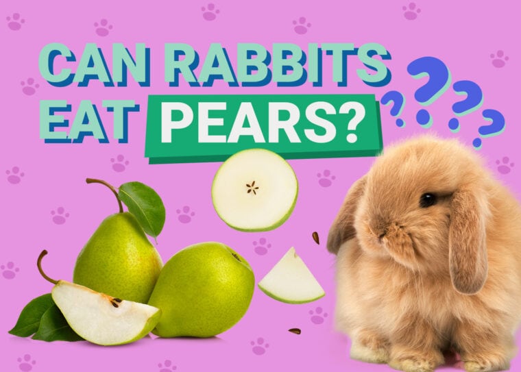 Can Rabbits Eat pear