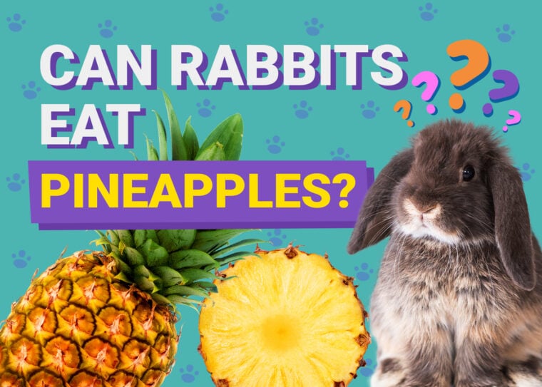 Can Rabbits Eat pineapple