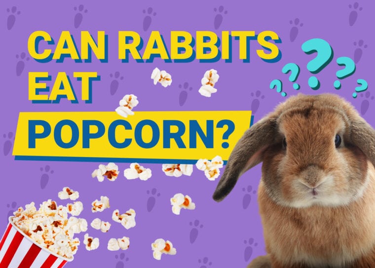 Can Rabbits Eat popcorn