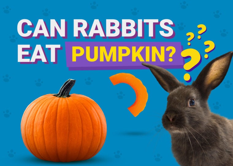 Can Rabbits Eat pumpkin