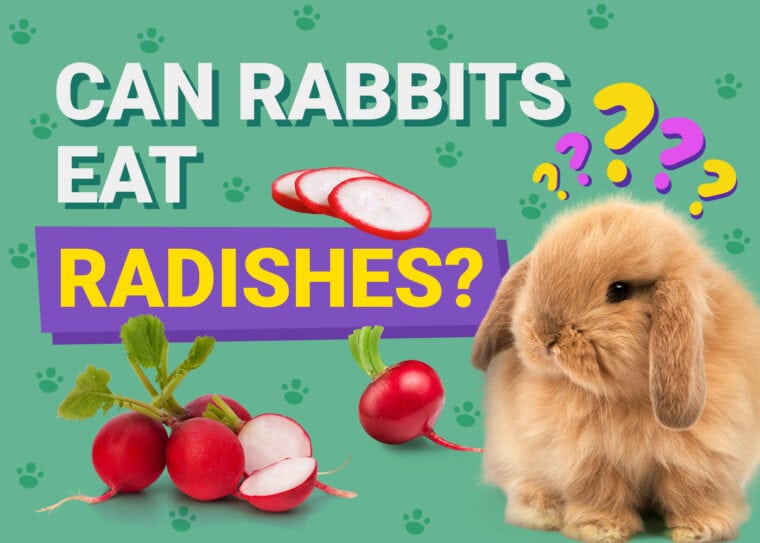 Can Rabbits Eat radishes