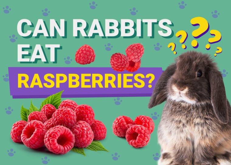 Can Rabbits Eat raspberries