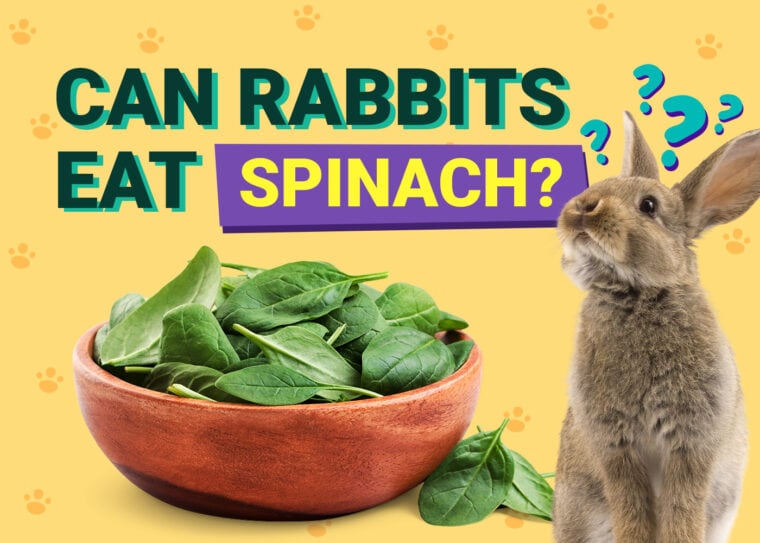 Can Rabbits Eat spinach