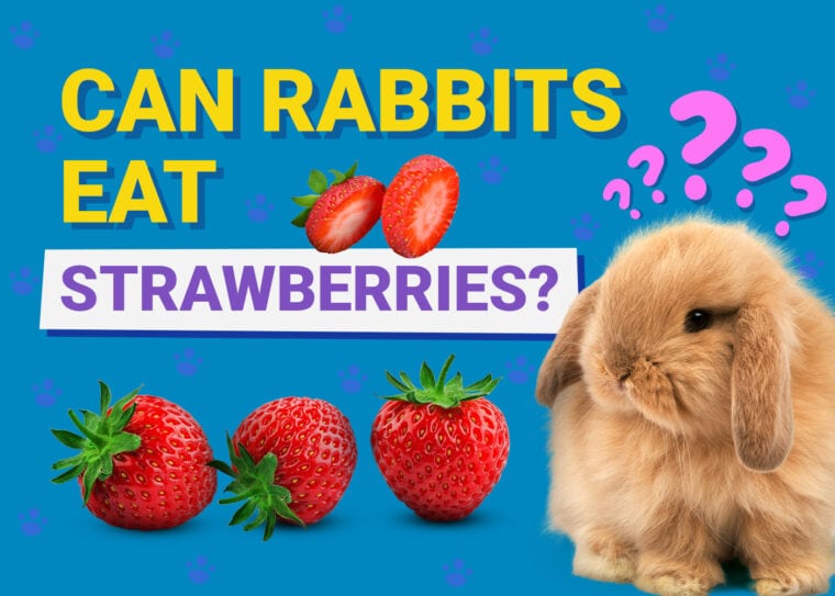 Can Rabbits Eat strawberries