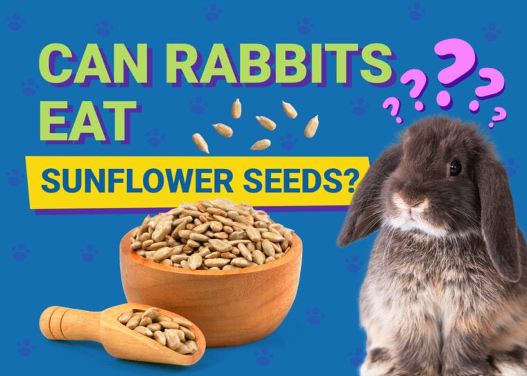 Can Rabbits Eat sunflower seeds