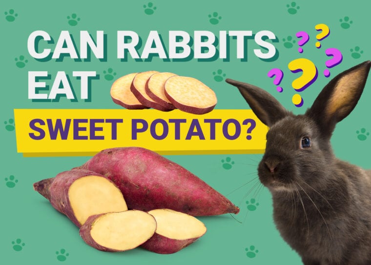 Can Rabbits Eat sweet potatoes