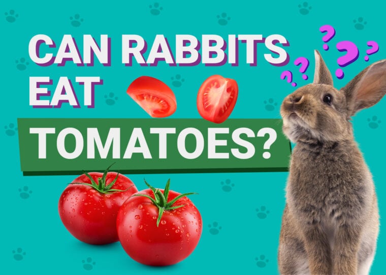 Can Rabbits Eat tomatoes