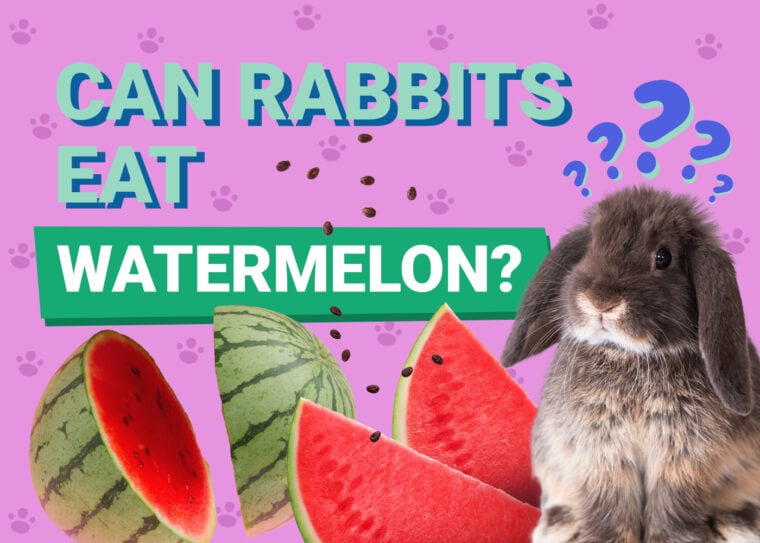 Can Rabbits Eat watermelon