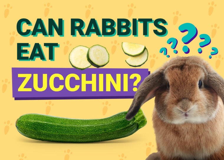 Can Rabbits Eat zucchini