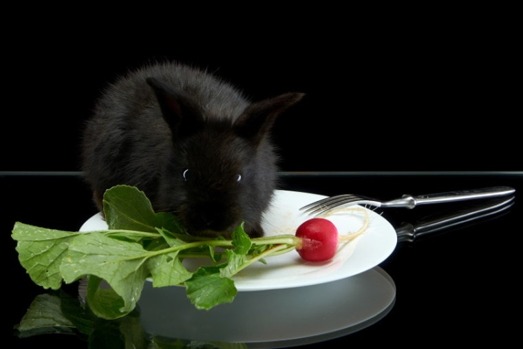 black rabbit eating radish