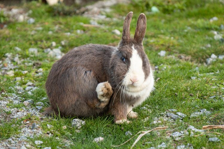 brown rabbit scratching