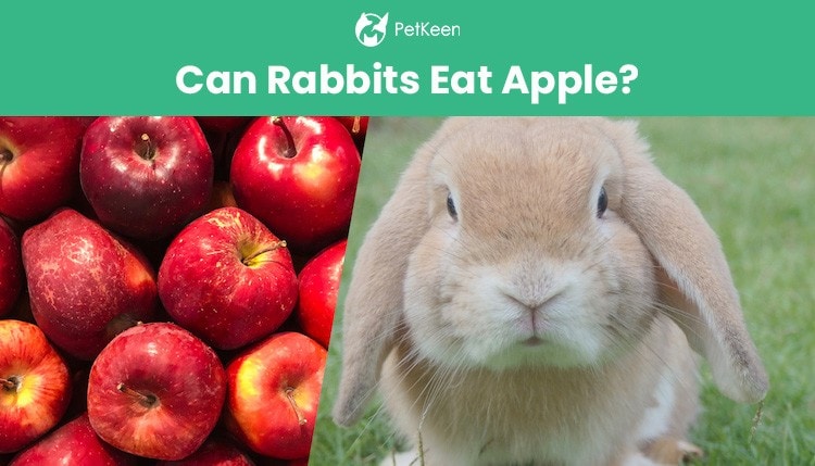 can-rabbit-eat-apple1