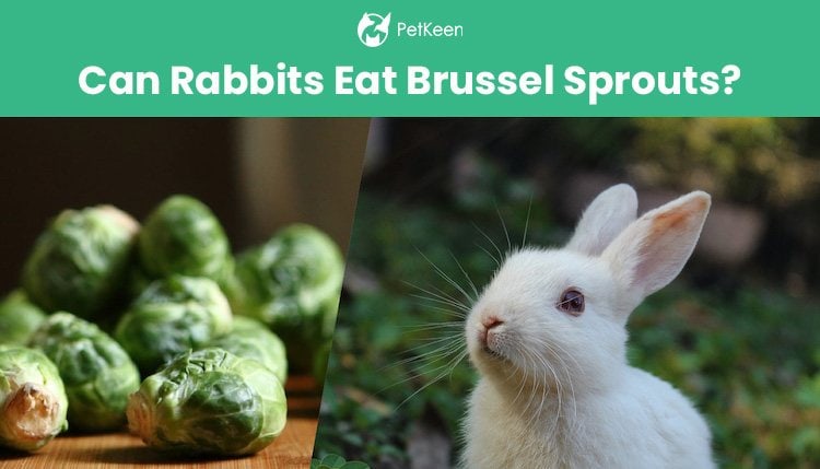 can rabbits eat brussel sprouts?
