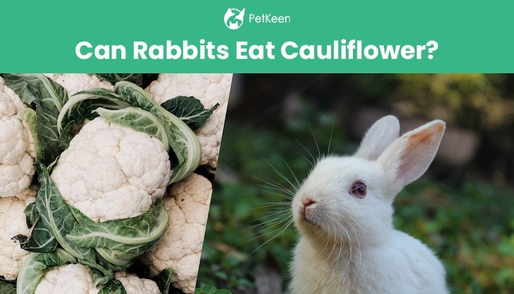 Can Rabbits Eat Cauliflower? What You Need to Know! | Pet Keen