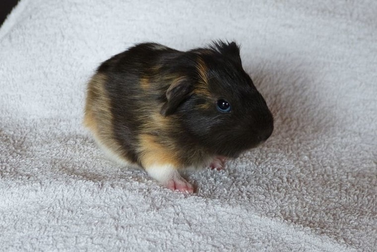 guinea-pig-baby-animal-rodent-pet