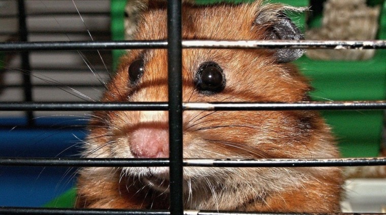 hamster inside cage