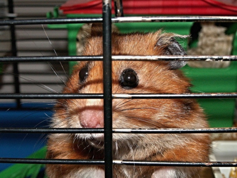 4 DIY Hamster Cages You Can Build Today (With Pictures) | Pet Keen