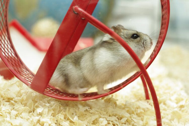 9 Diy Hamster Toys You Can Make Today With Pictures Pet Keen - Diy Hamster Cage Accessories