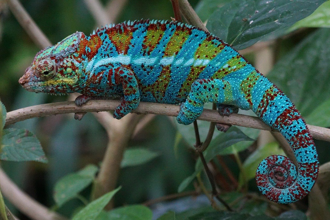 Panther Chameleon Info: Pictures, Characteristics & Facts | Pet Keen