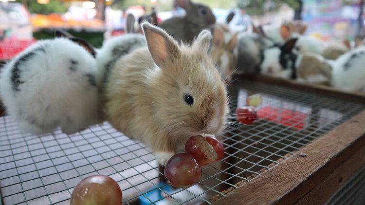 Can Rabbits Eat Grapes? What You Need to Know! | Pet Keen