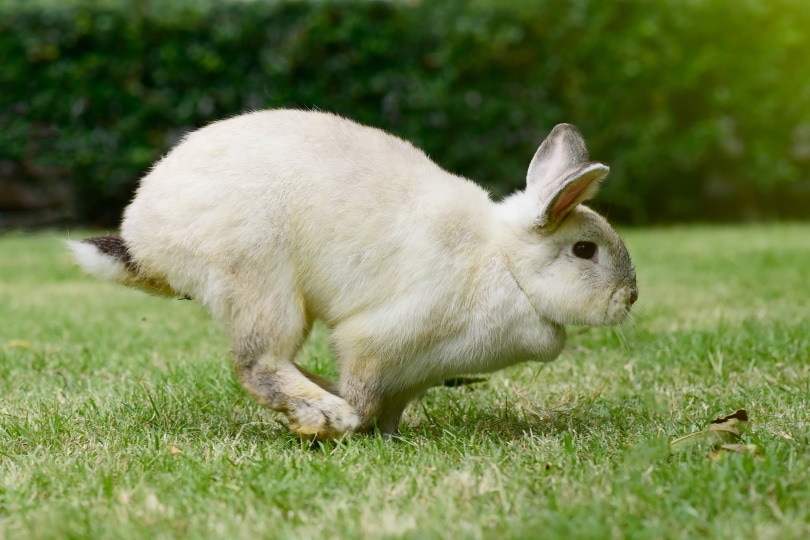 rabbit running on grass