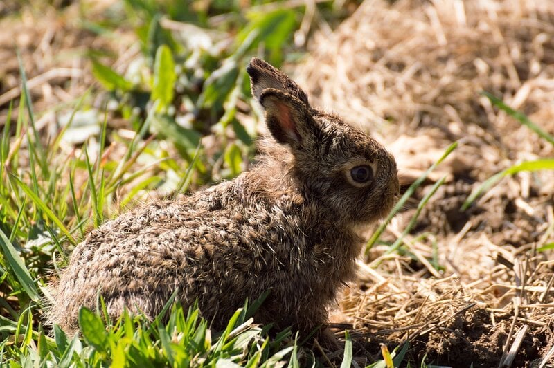 baby rabbit in field