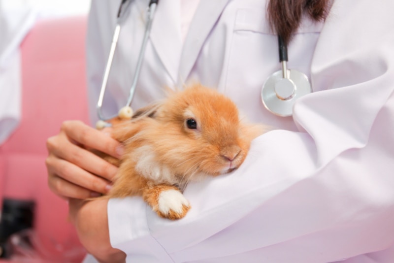 A rabbit held by a vet