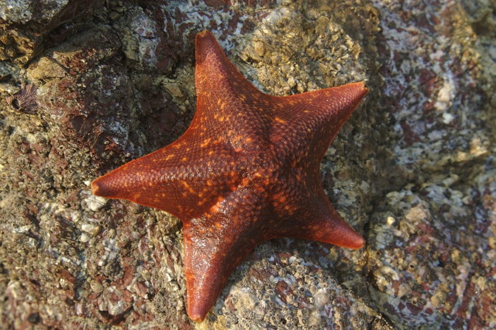 12 Types of Saltwater Starfish for Aquariums (With Pictures) | Pet Keen