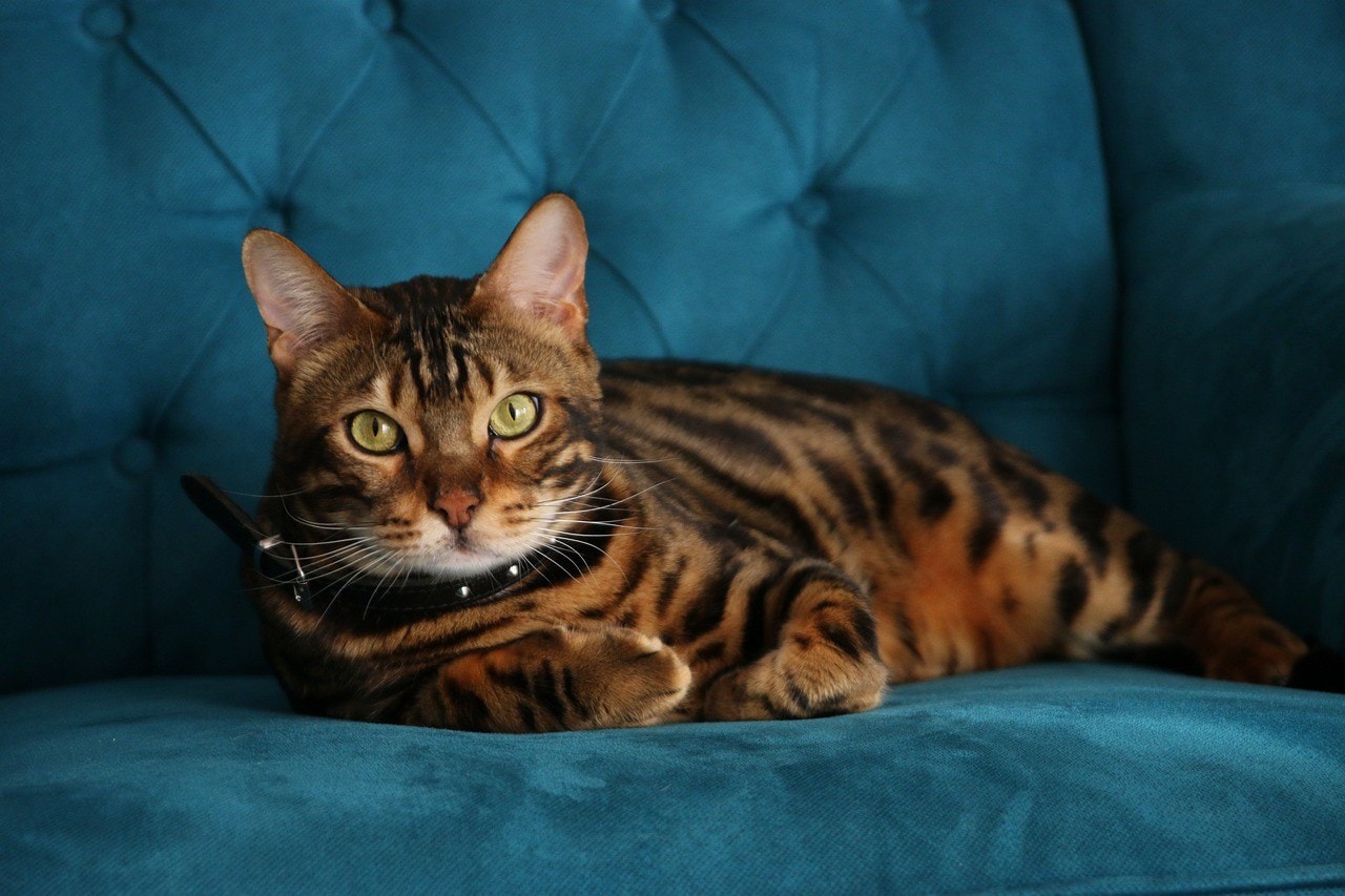 Bengal Cat scratching couch