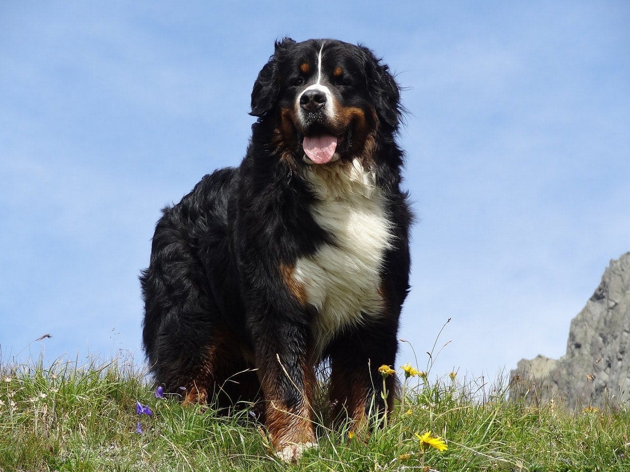 How Long Do Bernese Mountain Dogs Live? (Average ...