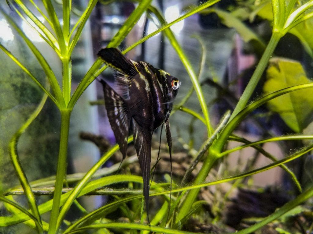 Black Lace Angelfish