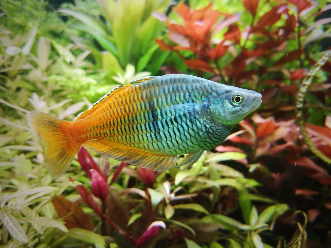 tropical-rainbow-fish