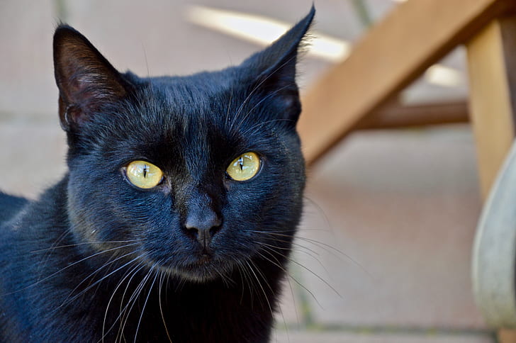Bombay Cat: Info, Pictures, Temperament & Traits | Pet Keen