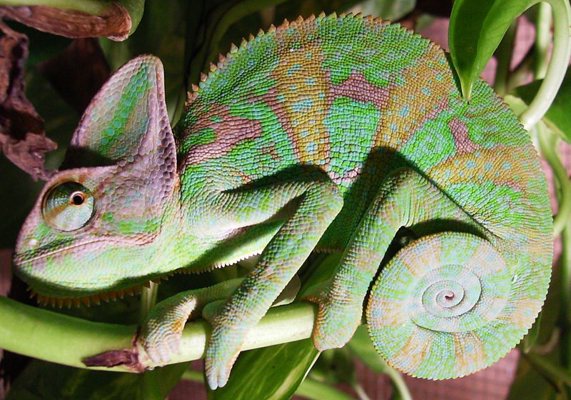 adult translucent veiled chameleon