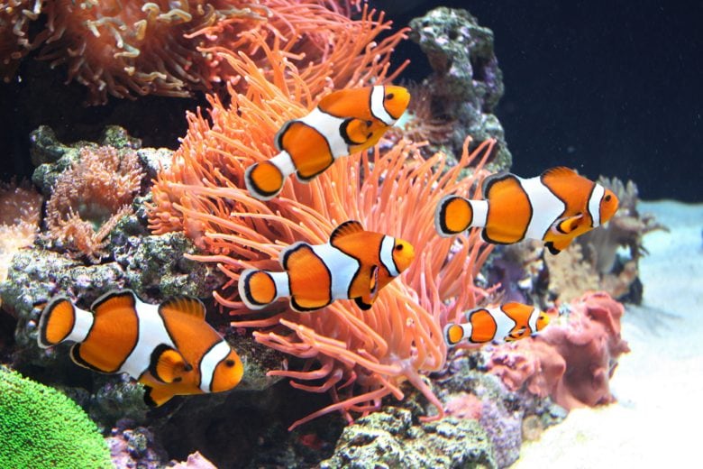clownfish in coral