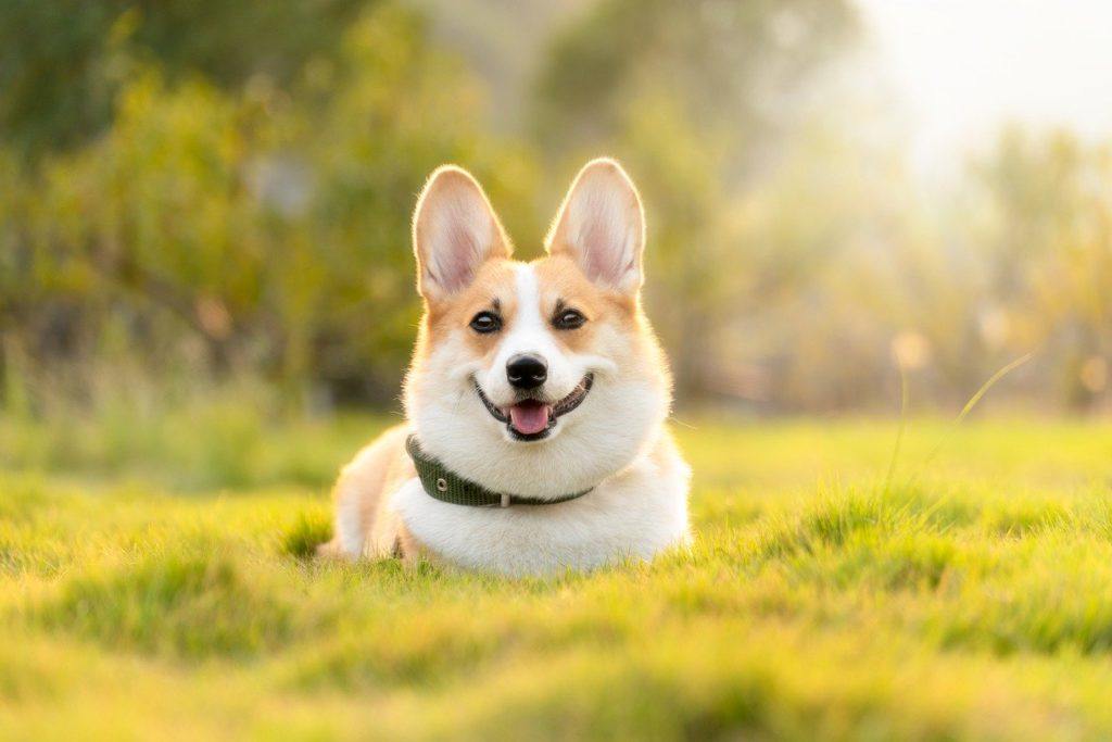 250 Corgi Names: Ideas for Adorable & Quirky Dogs | Pet Keen
