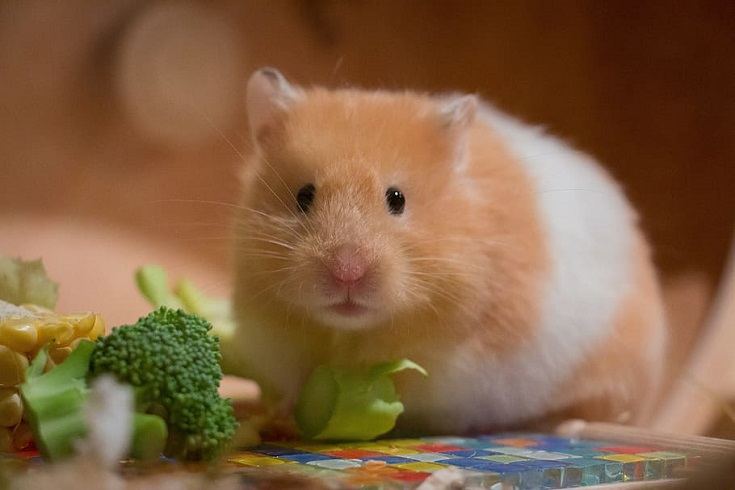 5 Hamster Breeds That Make Great Pets (With Pictures) | Pet Keen